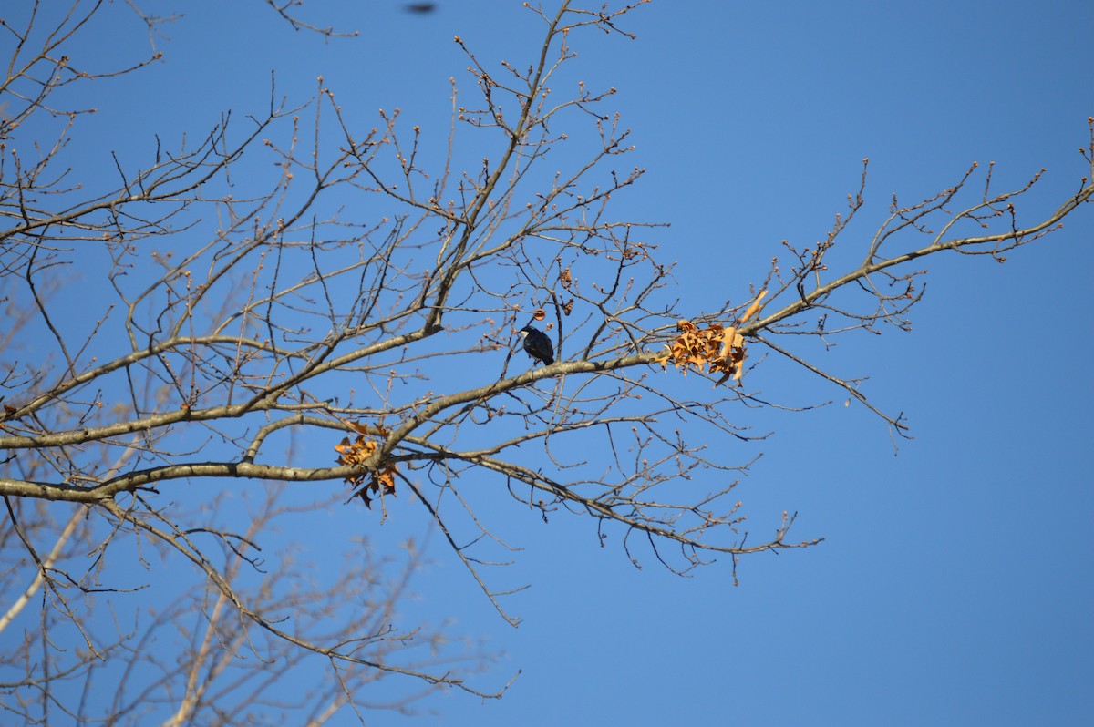 Tree Swallow - ML617518194