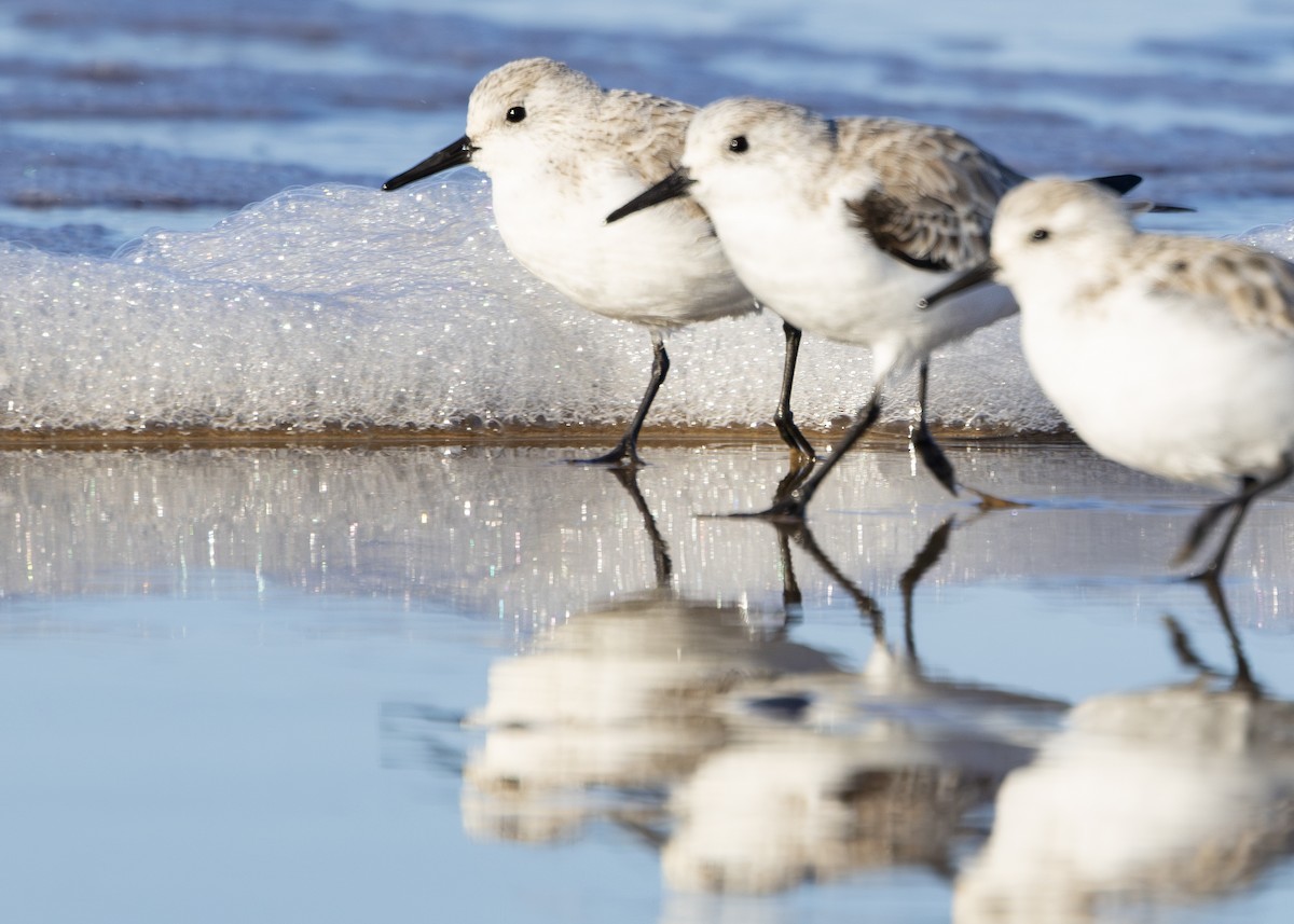 Bécasseau sanderling - ML617518196