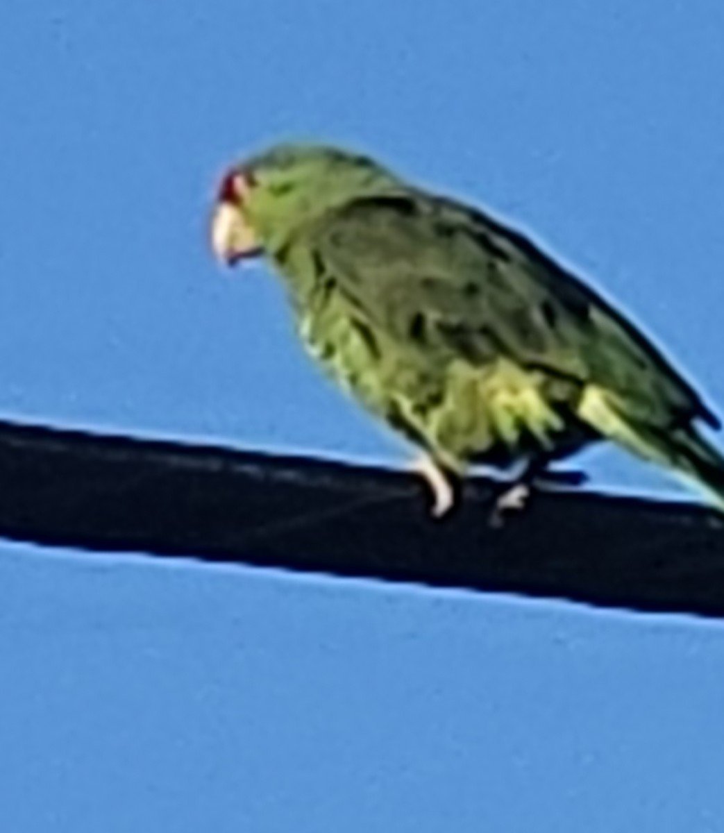 Red-crowned Parrot - ML617518201
