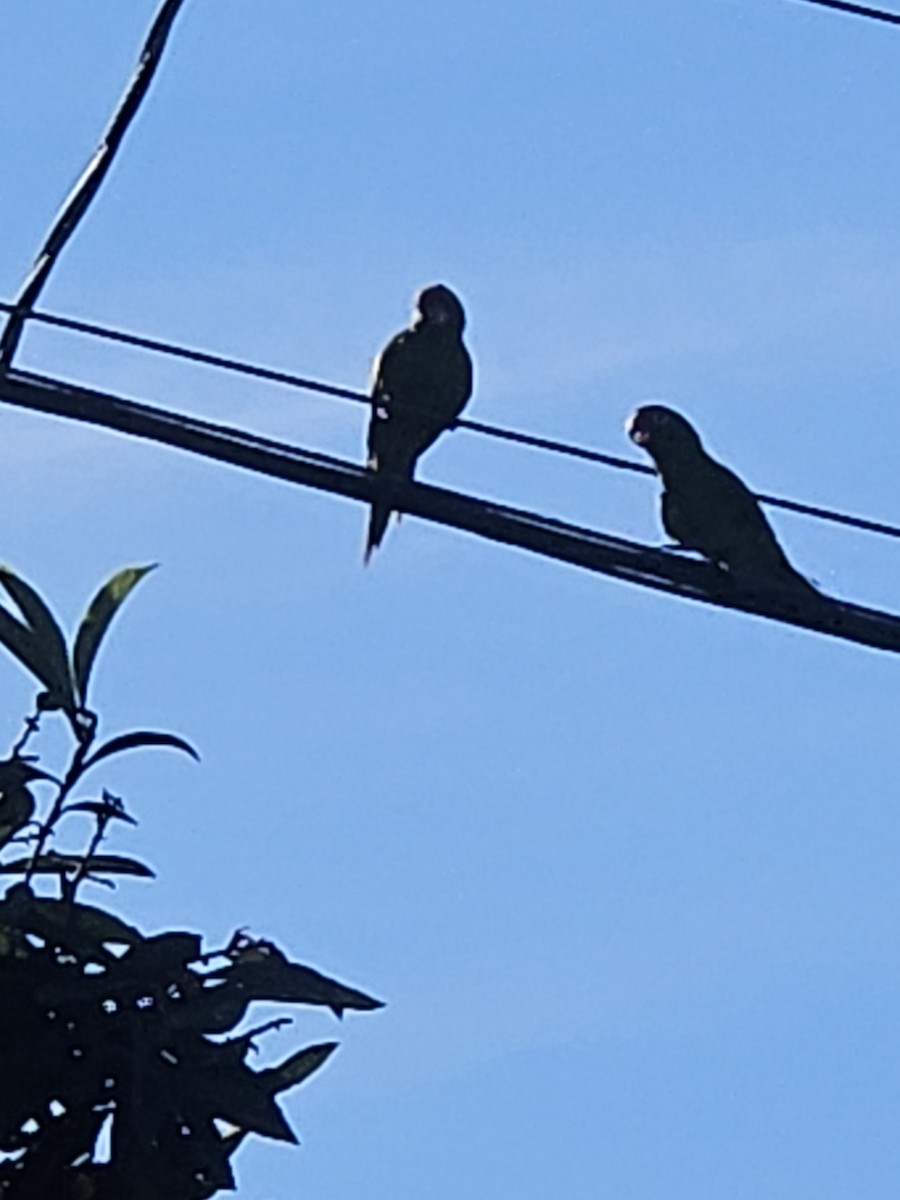 Conure mitrée ou C. à tête rouge - ML617518208