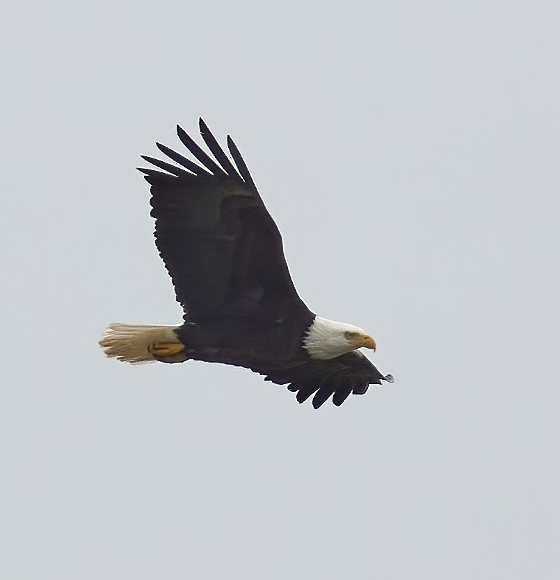 Bald Eagle - ML617518216