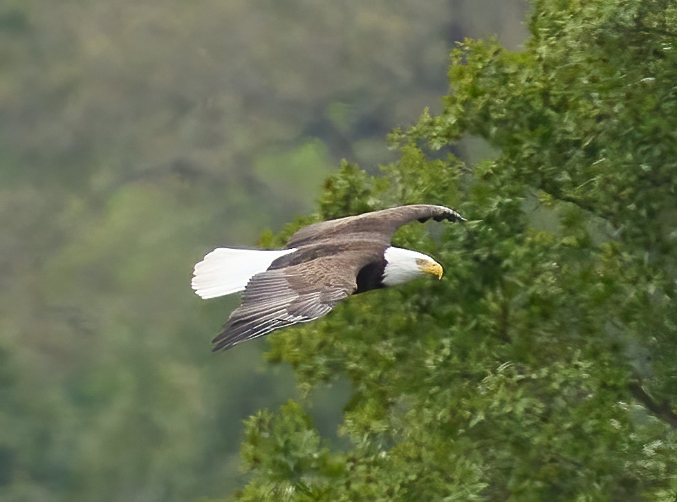 Bald Eagle - Brooke Miller