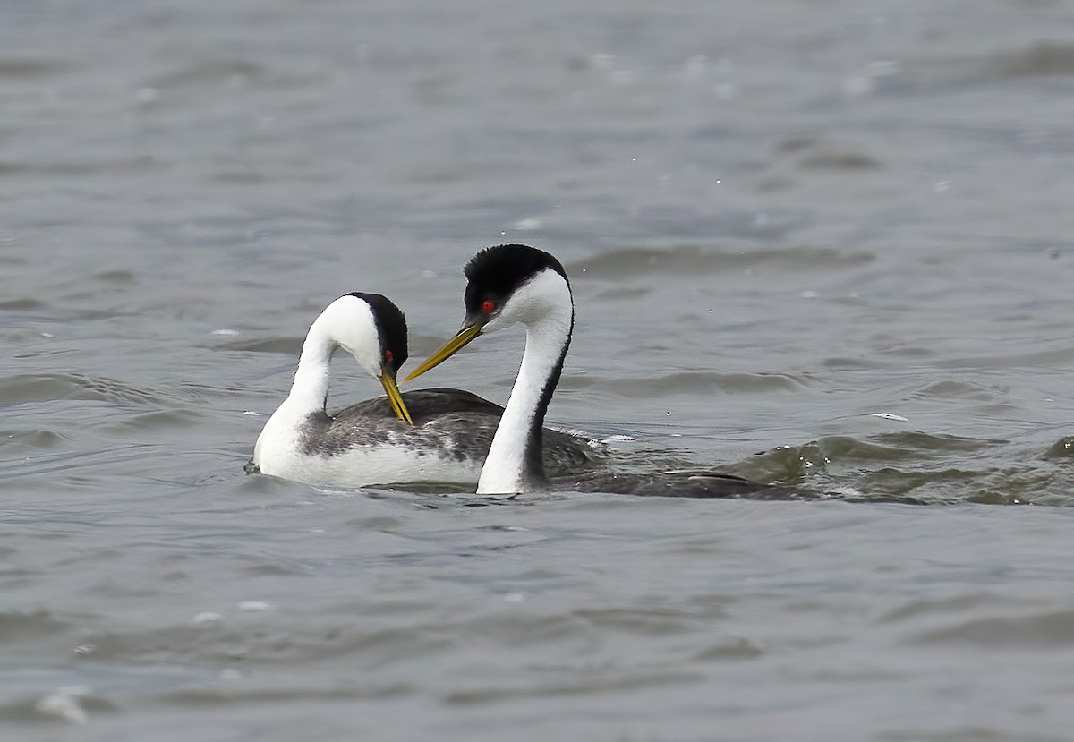 Western Grebe - ML617518255