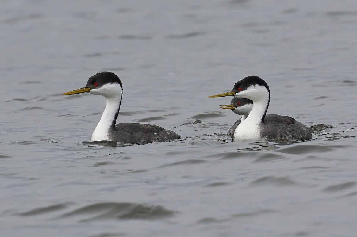 Western Grebe - ML617518256