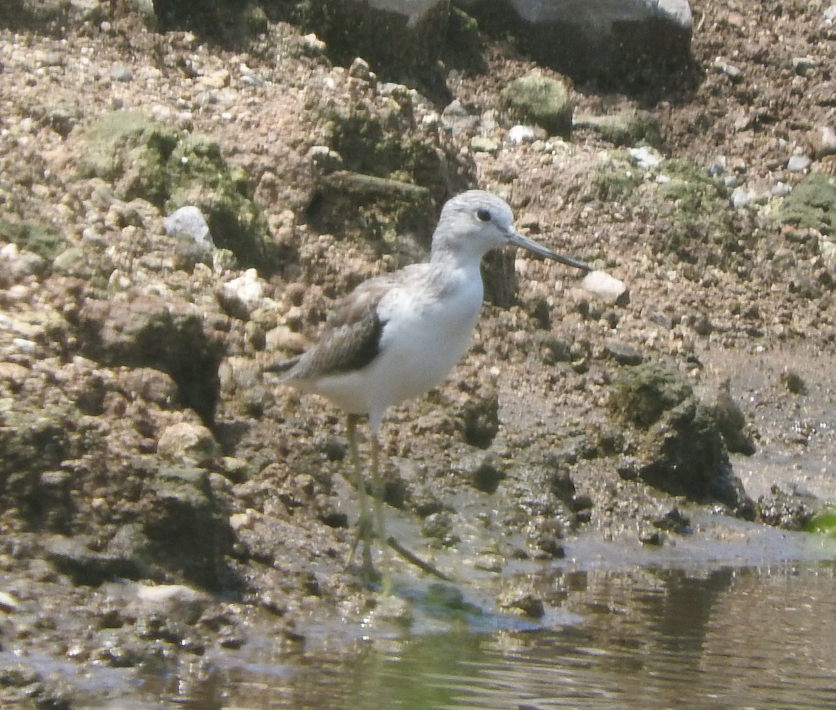 Үхэр хөгчүү - ML617518281