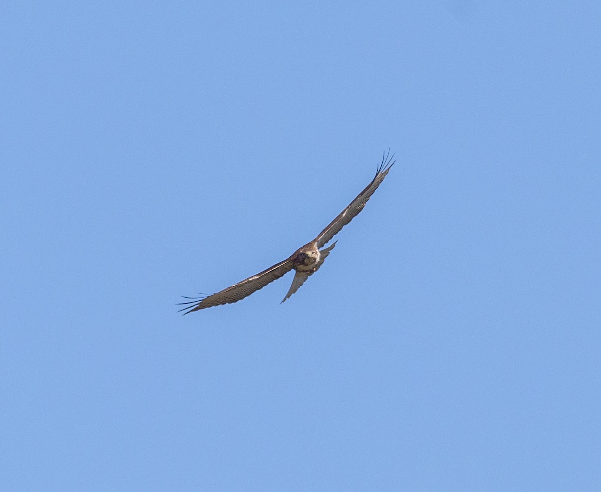 Red-tailed Hawk - ML617518285