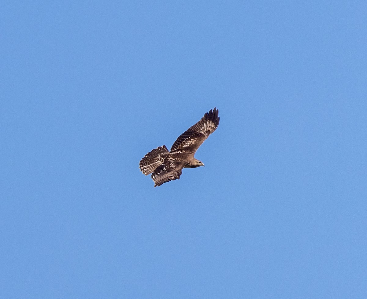 Red-tailed Hawk - ML617518286