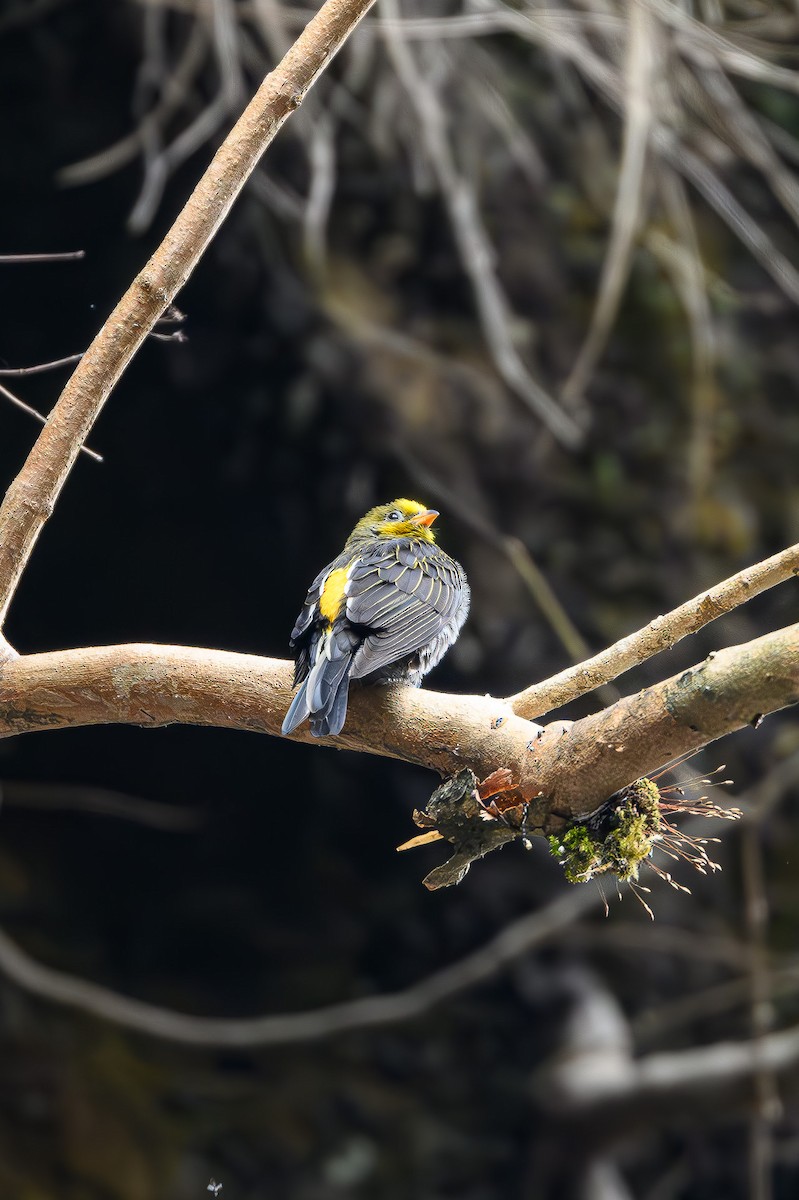 Yellow-rumped Honeyguide - Sudhir Paul