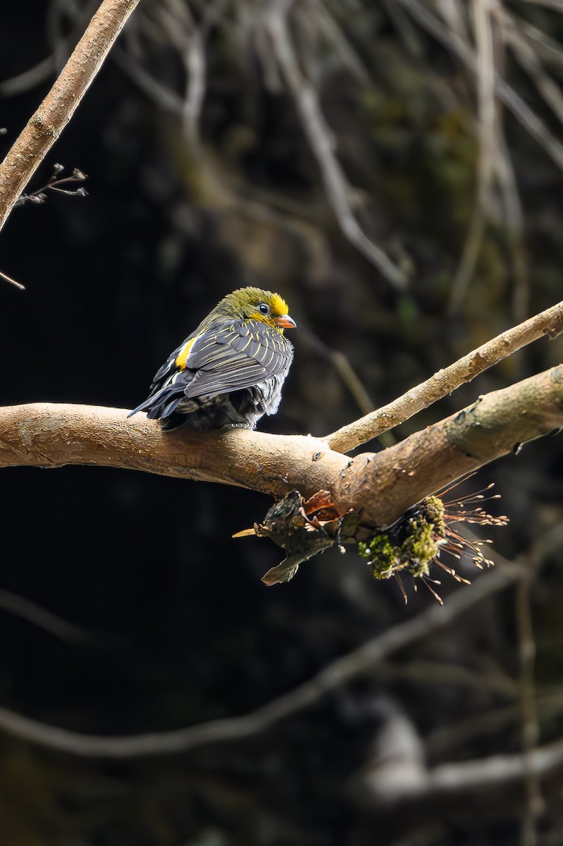 Yellow-rumped Honeyguide - Sudhir Paul