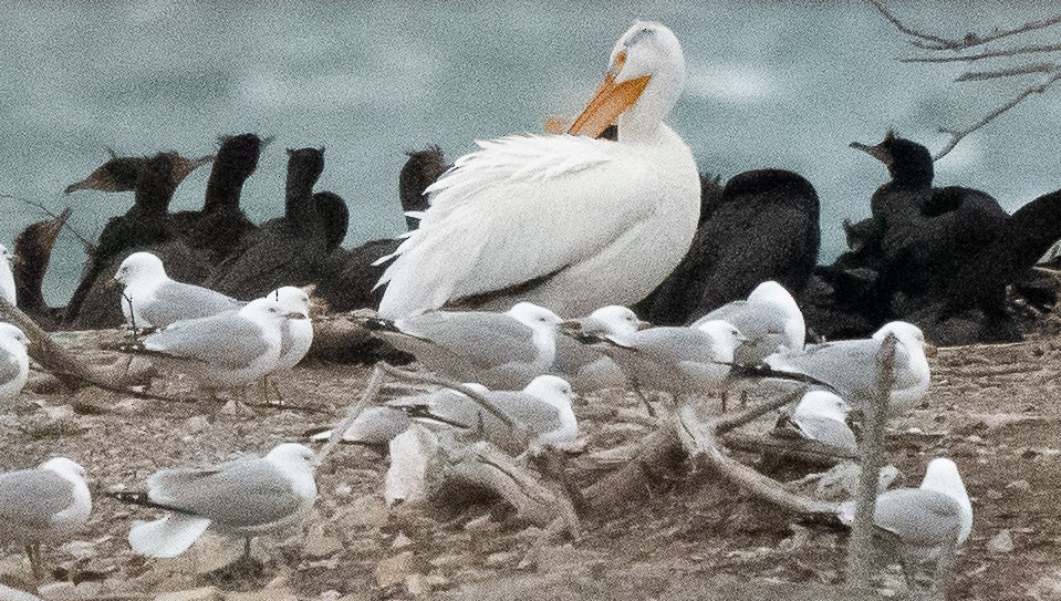 American White Pelican - Gray Carlin