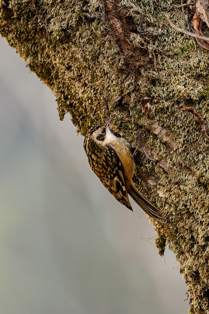 Rusty-flanked Treecreeper - ML617518350