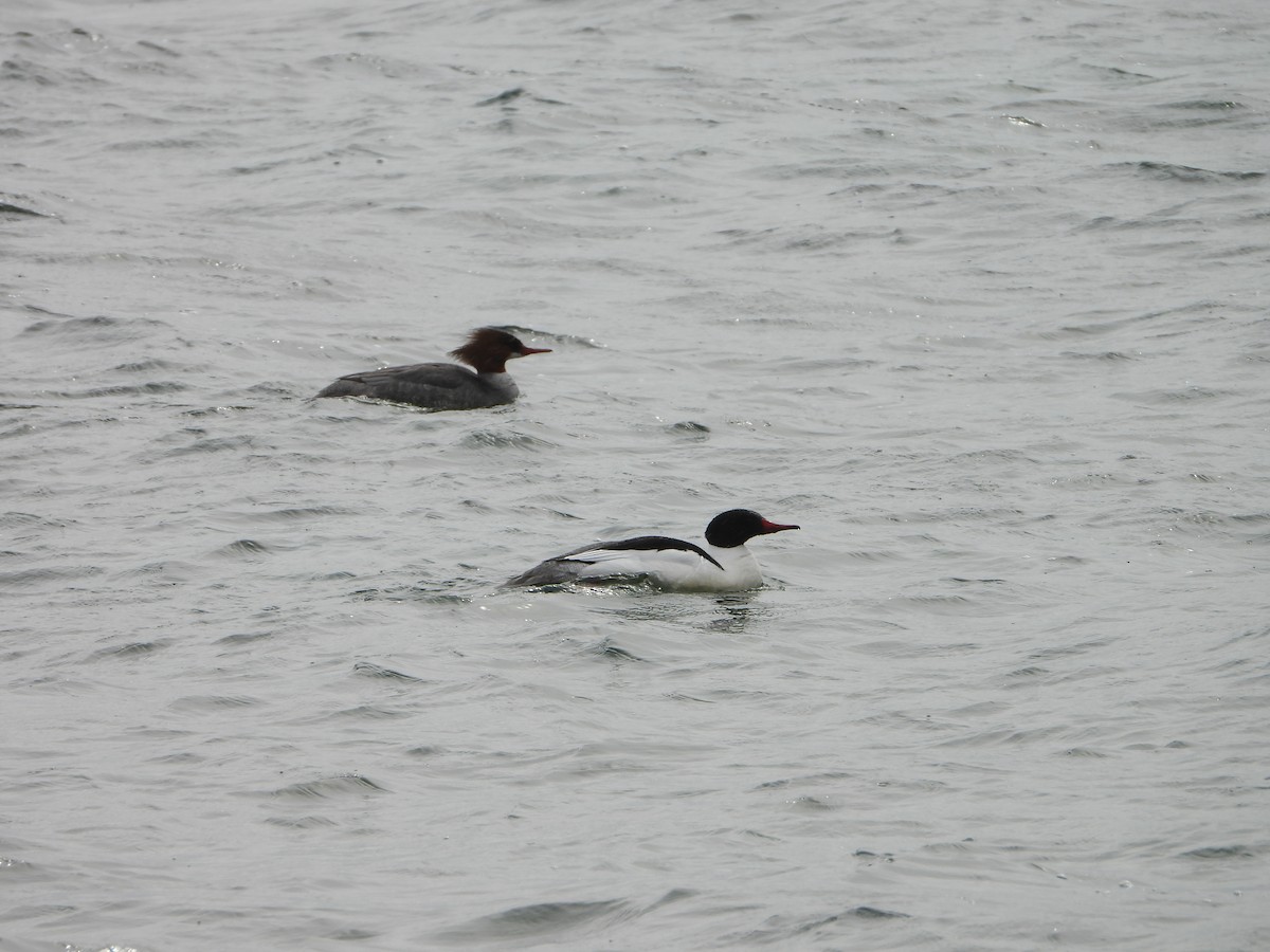 Common Merganser - valerie pelchat