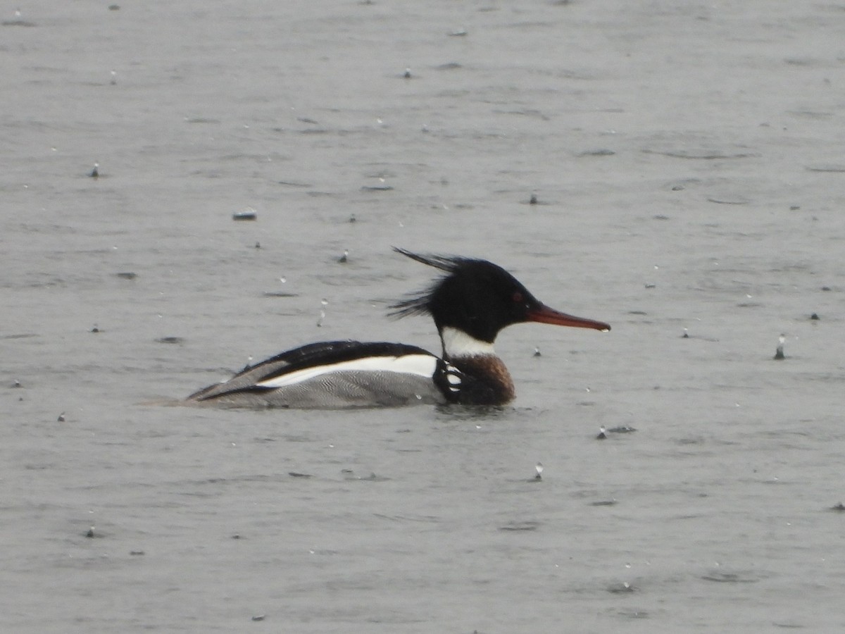 Red-breasted Merganser - valerie pelchat