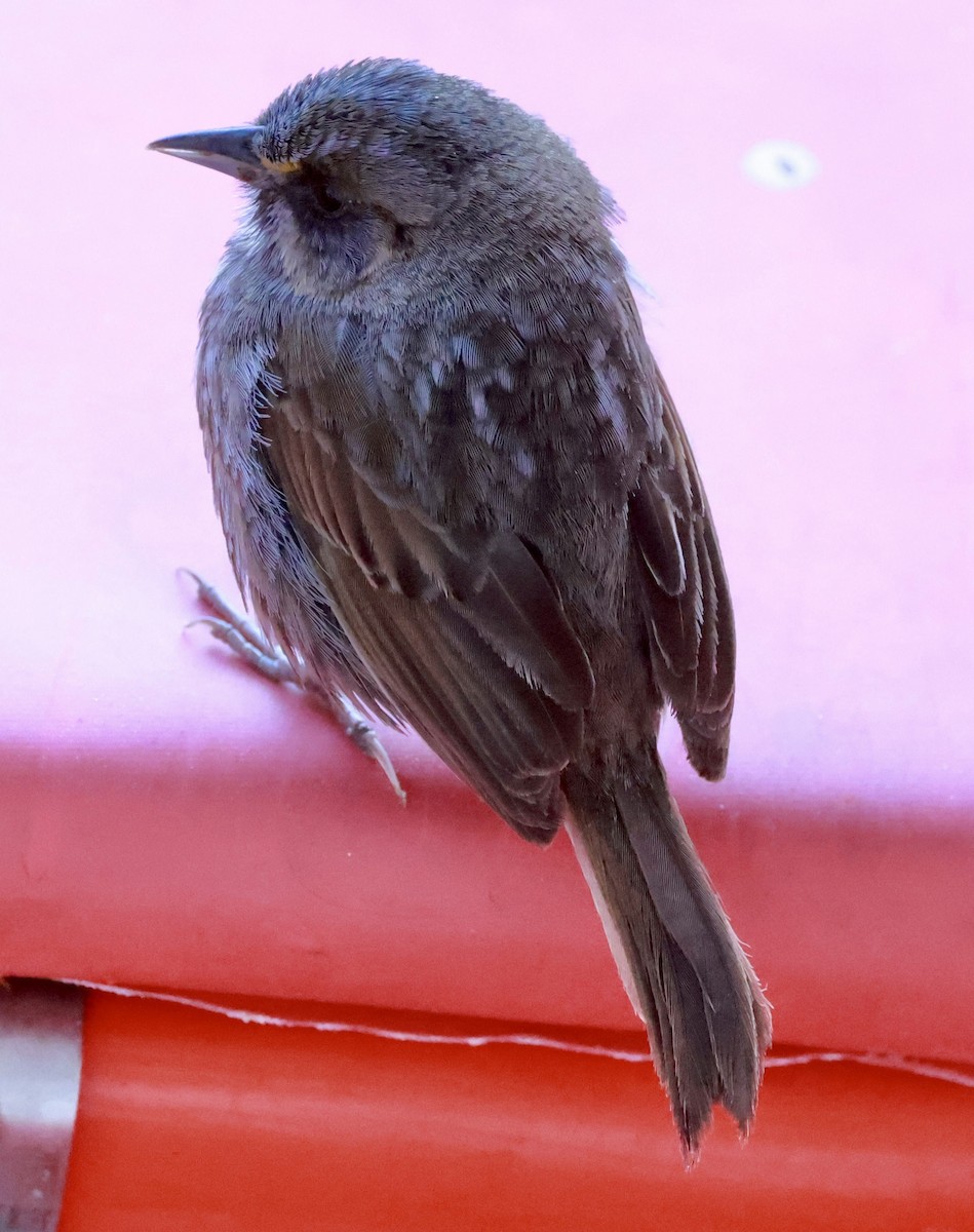 Seaside Sparrow - ML617518395