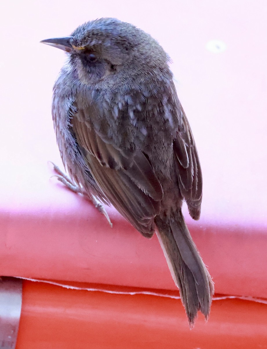 Seaside Sparrow - ML617518396