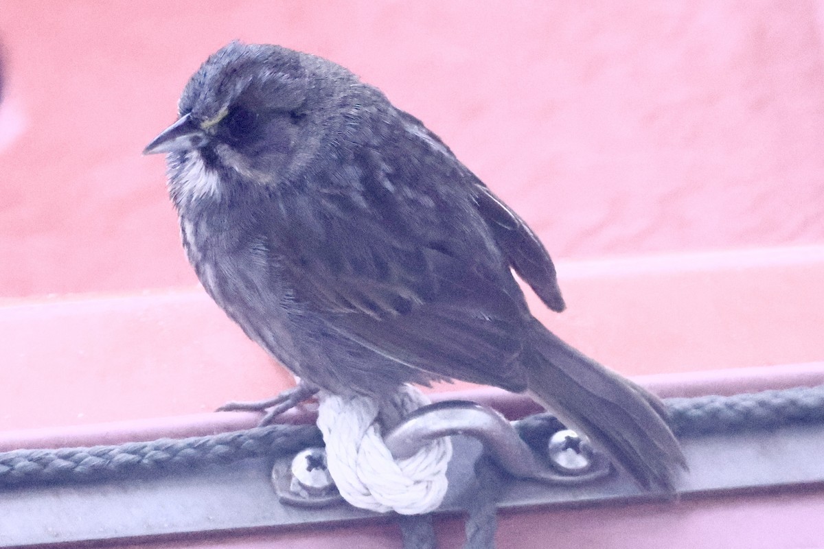 Seaside Sparrow - ML617518397