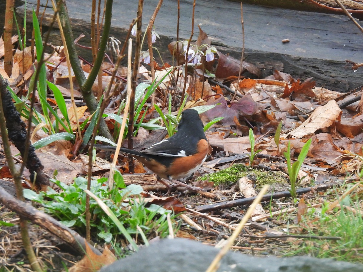 Eastern Towhee - Cathy Olyphant