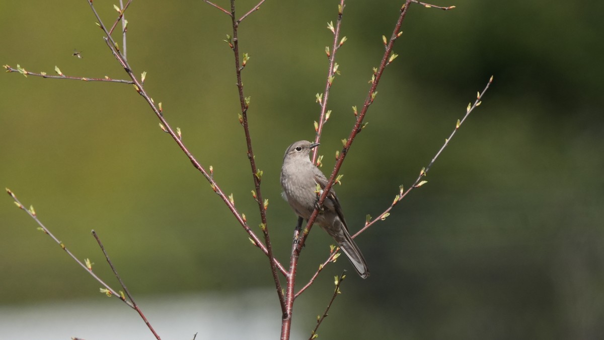 Townsend's Solitaire - ML617518413