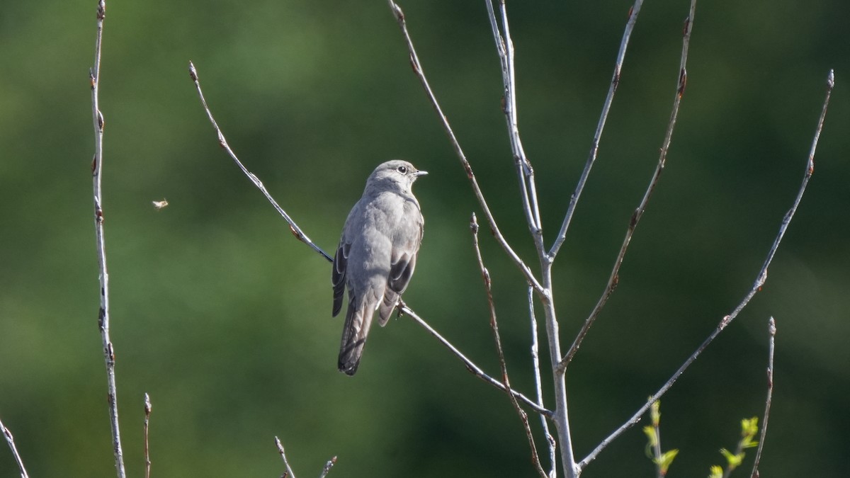 Townsend's Solitaire - ML617518415