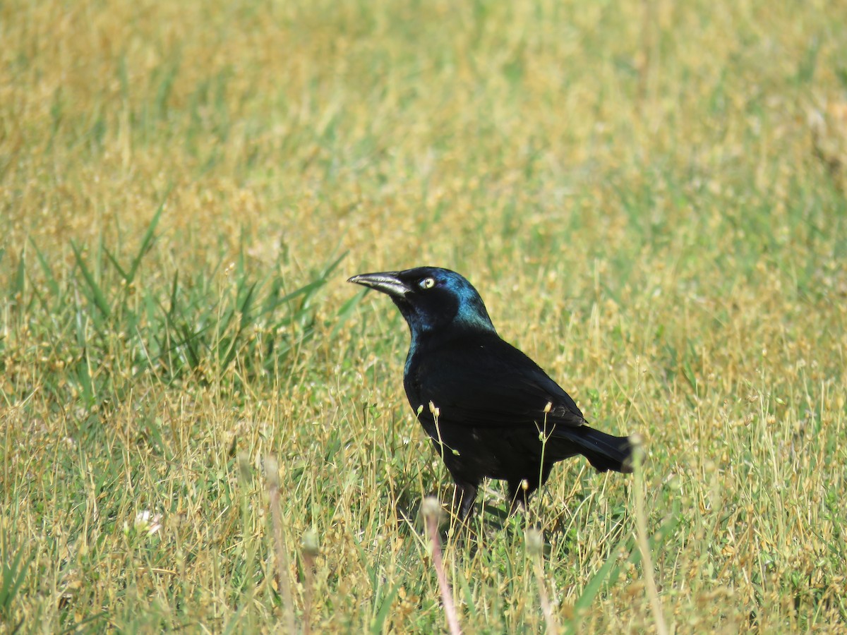 Common Grackle - ML617518435