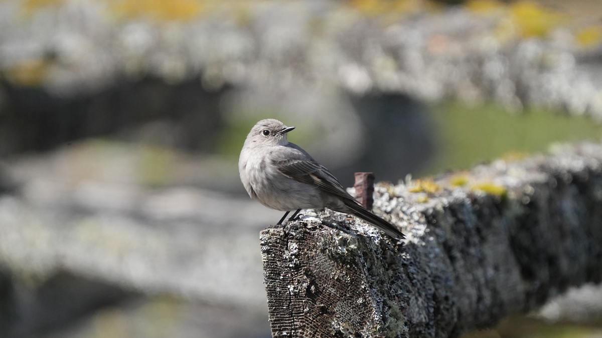 Townsend's Solitaire - ML617518436