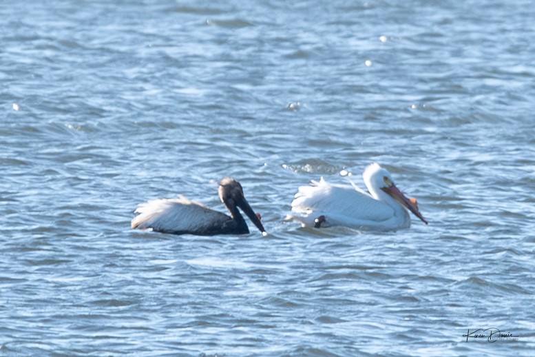 pelikán severoamerický - ML617518444