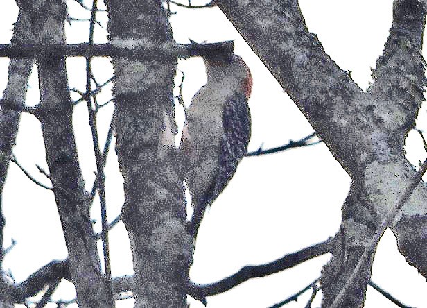 Red-bellied Woodpecker - ML617518489