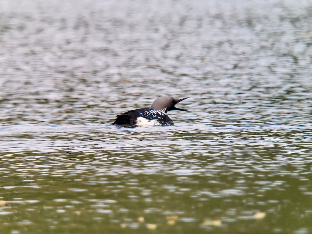 Arctic Loon - ML617518506