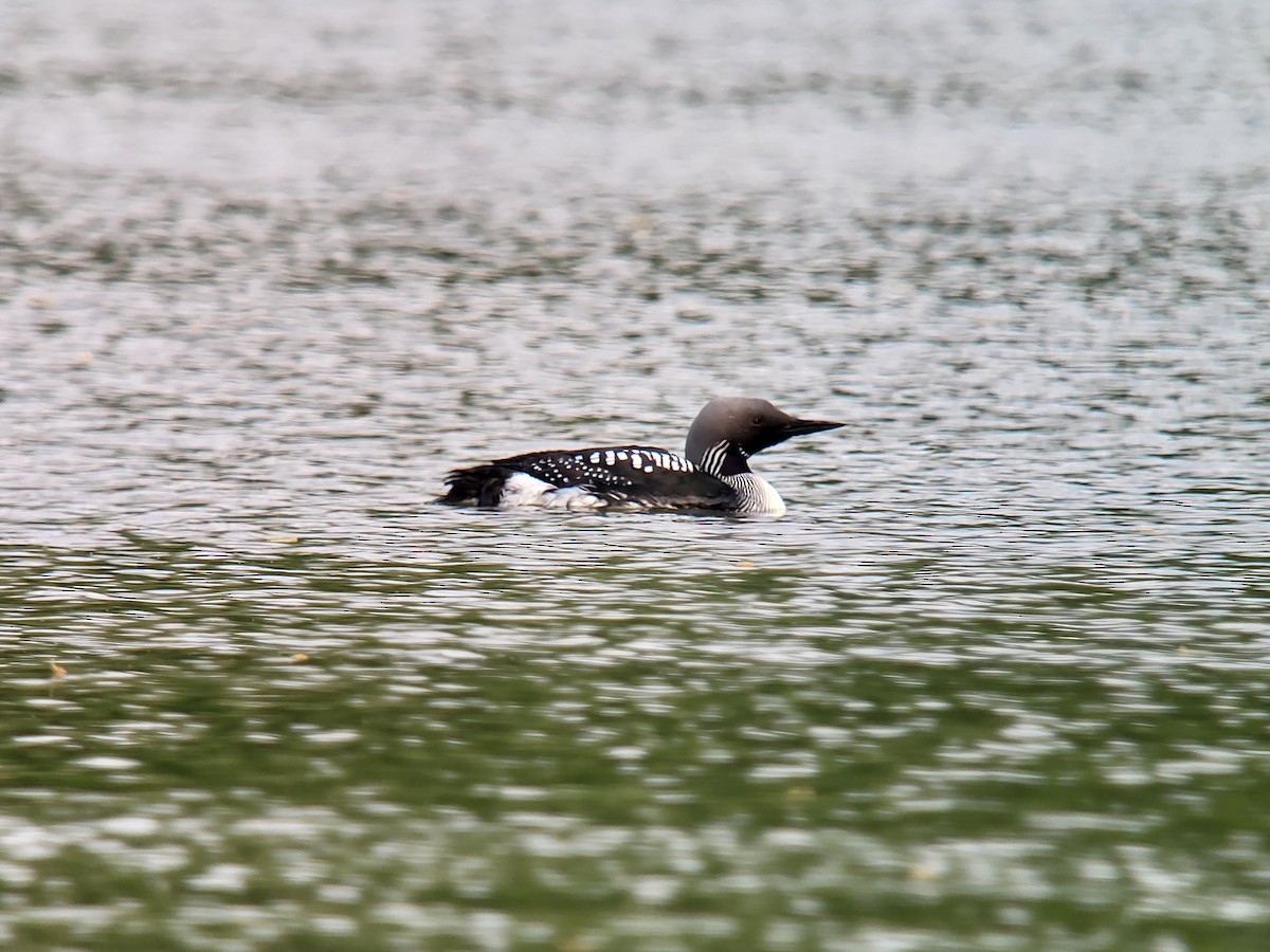 Arctic Loon - ML617518507