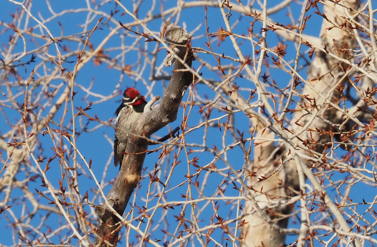 Red-naped Sapsucker - ML617518538