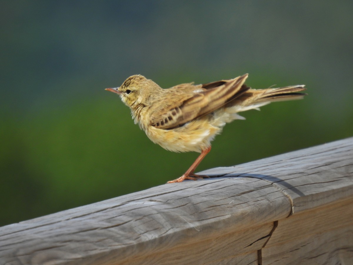 Tawny Pipit - Antonio Jesús Sepúlveda