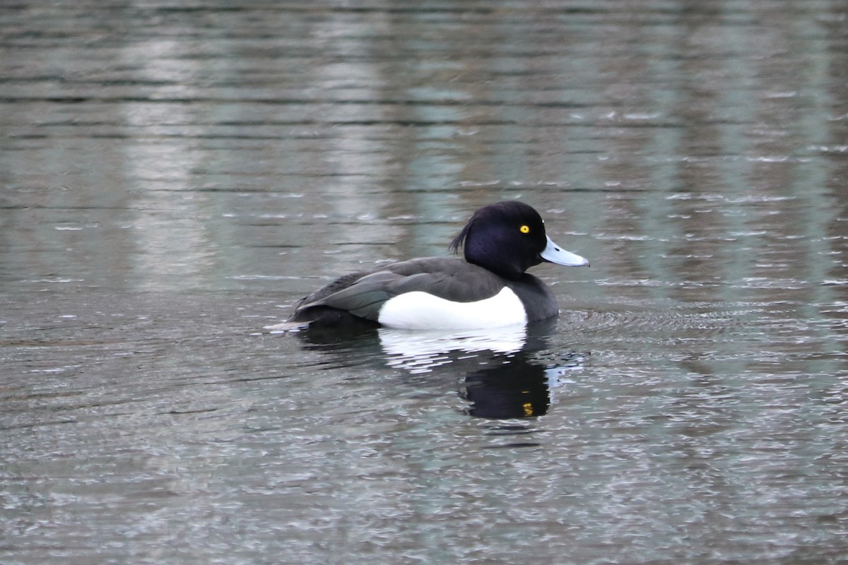 Tufted Duck - ML617518577