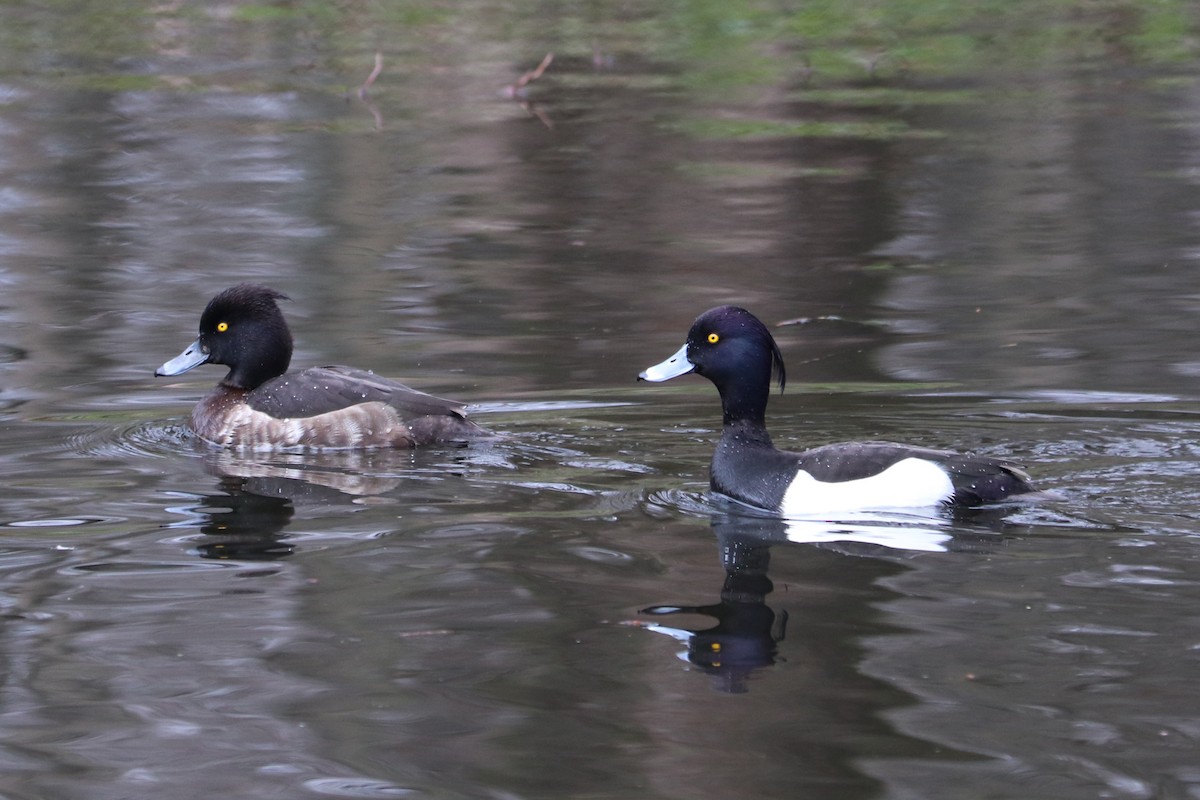 Tufted Duck - ML617518578
