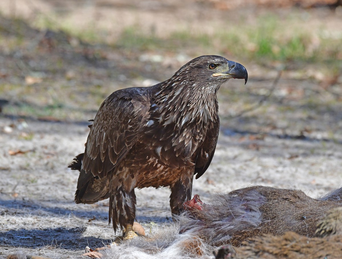 Bald Eagle - ML617518594