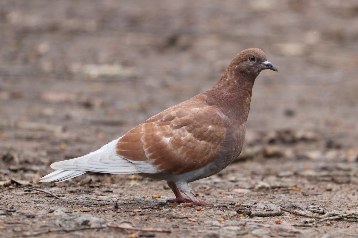 Rock Pigeon (Feral Pigeon) - ML617518595