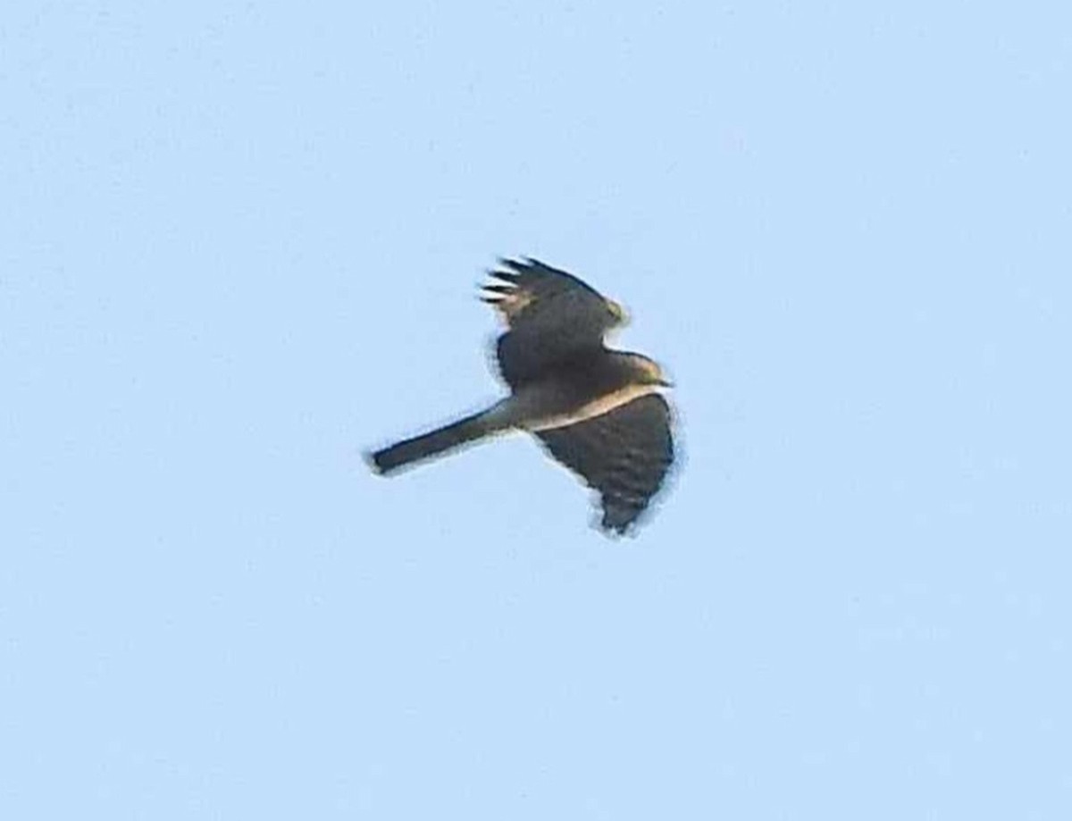 Eurasian Sparrowhawk - ML617518597