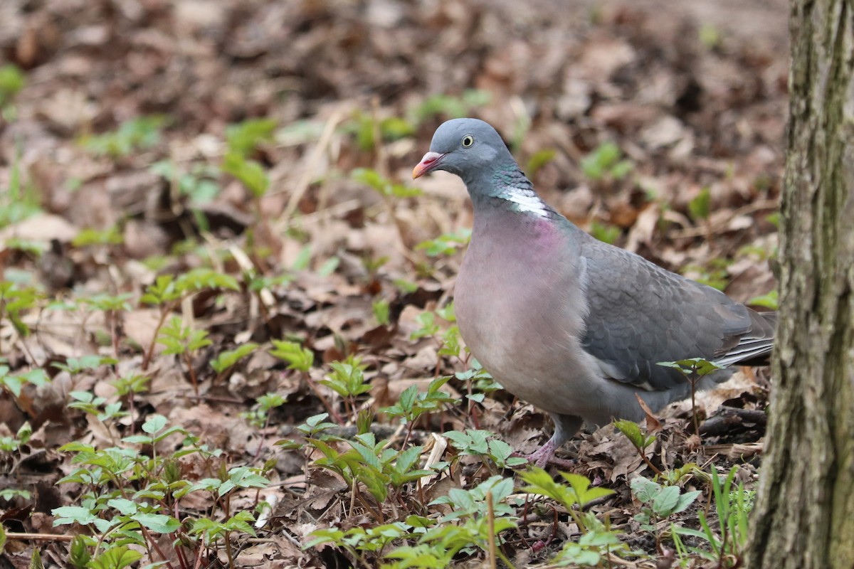 Common Wood-Pigeon - ML617518600