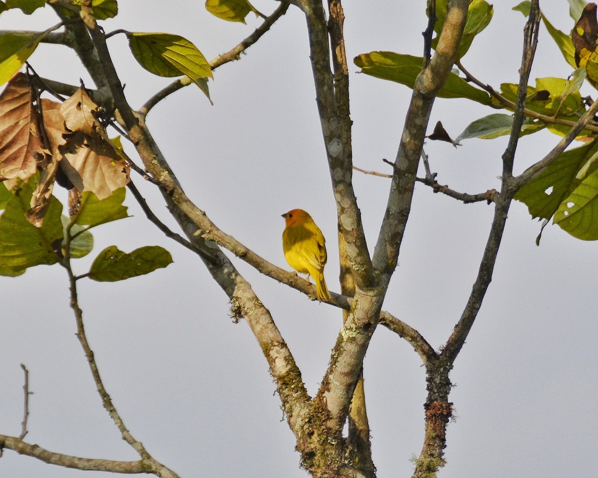 Saffron Finch - ML617518602