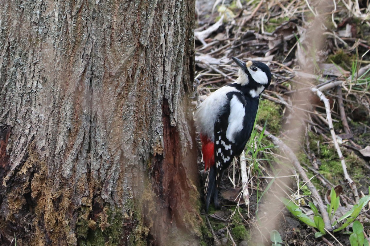 Great Spotted Woodpecker - ML617518610