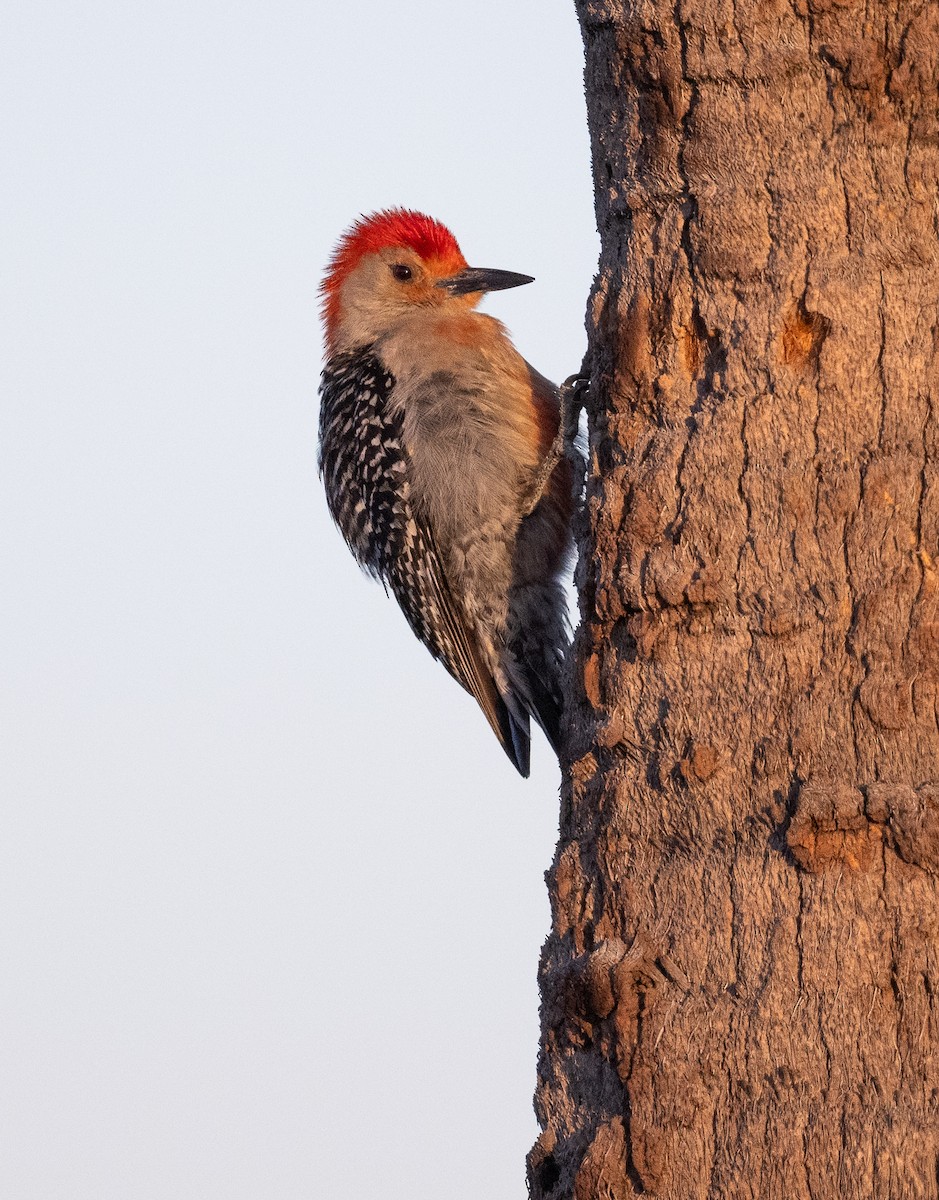Red-bellied Woodpecker - ML617518628