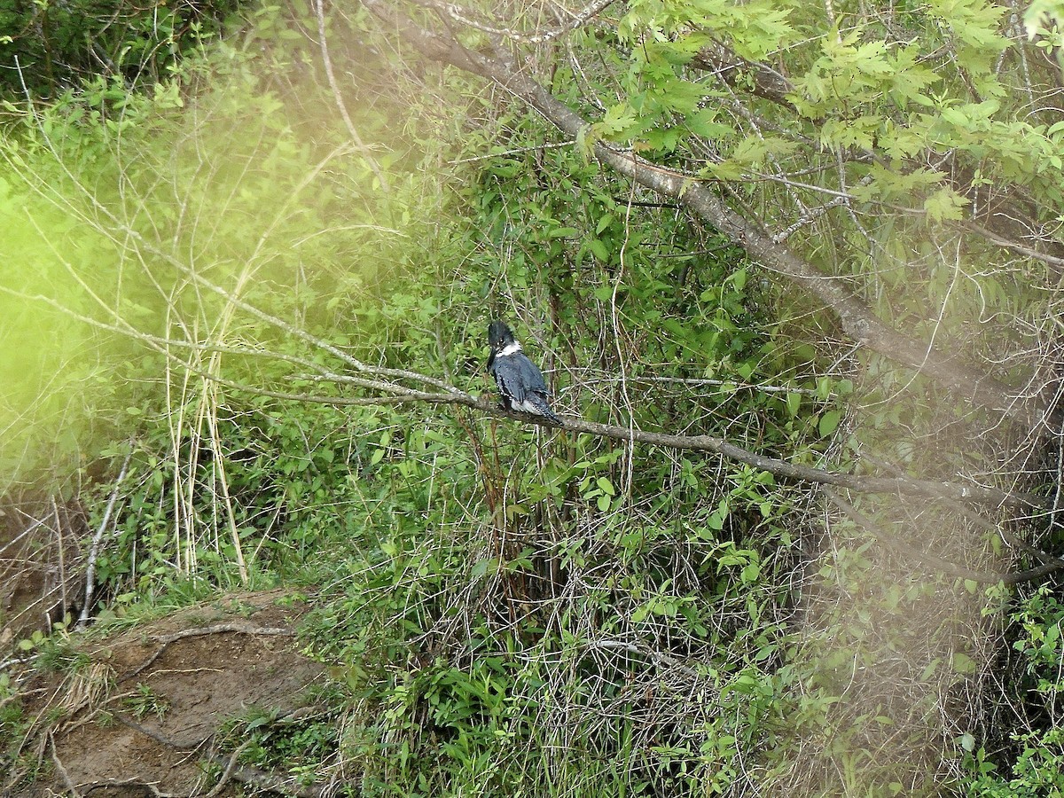 Belted Kingfisher - ML617518660