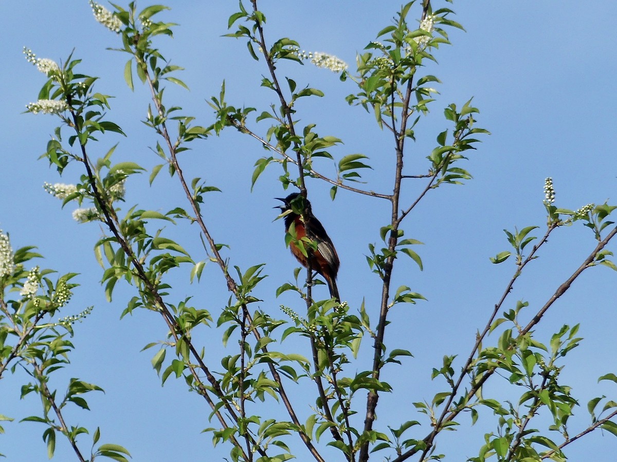 Orchard Oriole - ML617518672