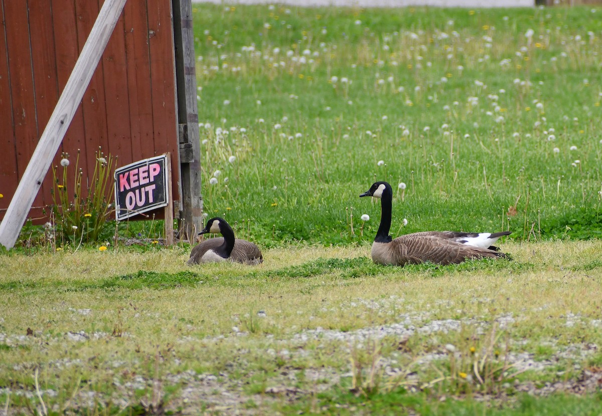 Canada Goose (moffitti/maxima) - ML617518681