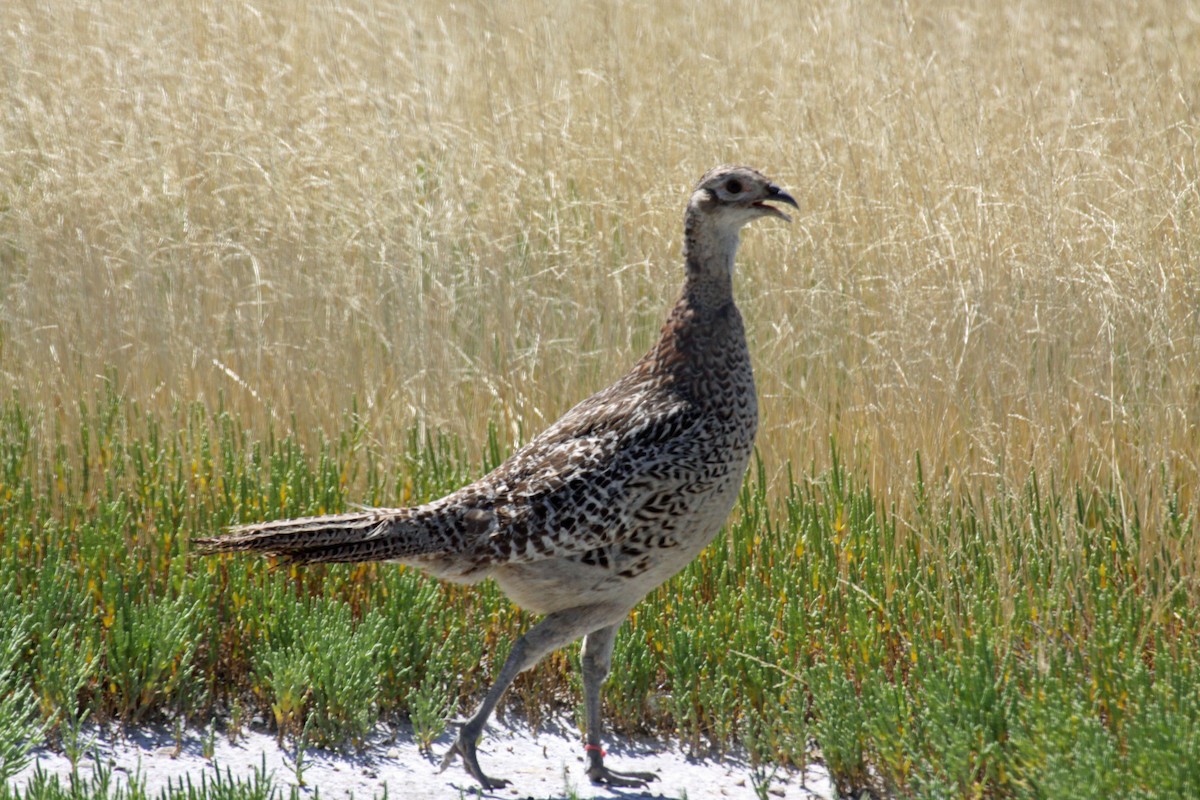 Ring-necked Pheasant - ML617518764