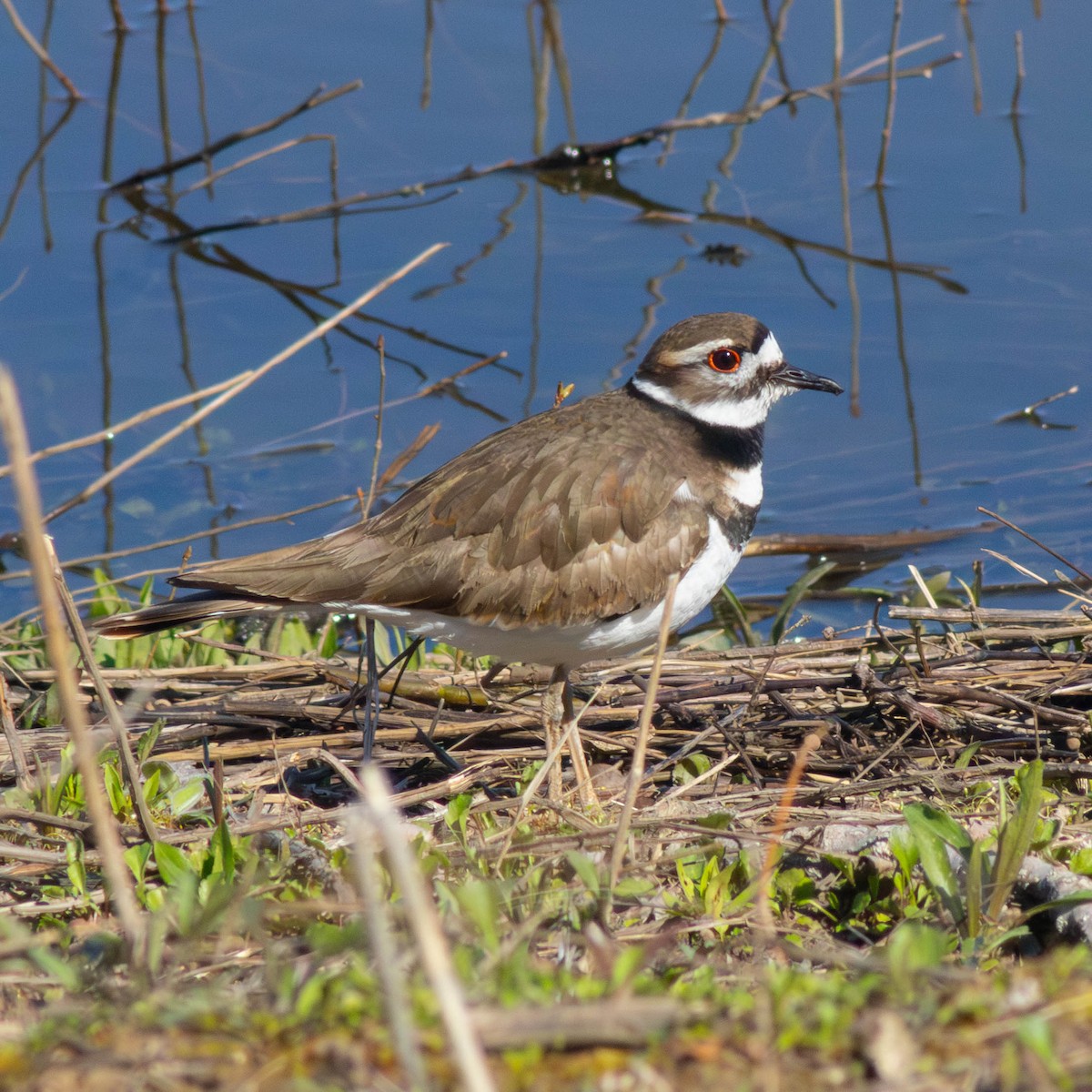 Killdeer - ML617518773