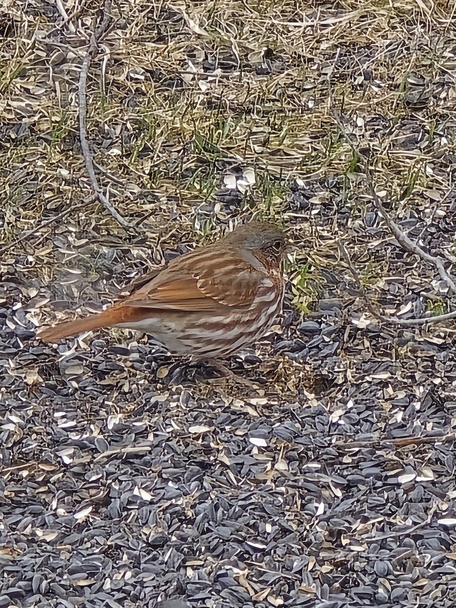 Fox Sparrow - Susan Anderson