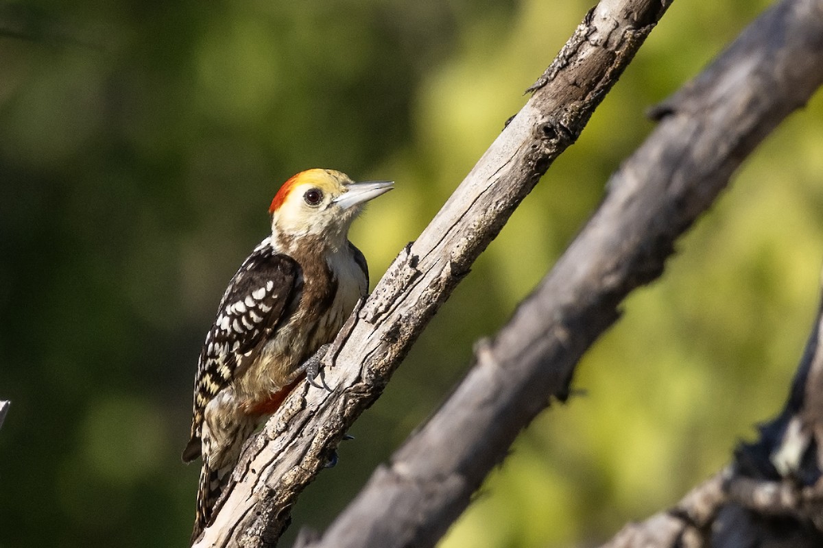 Yellow-crowned Woodpecker - Niall D Perrins