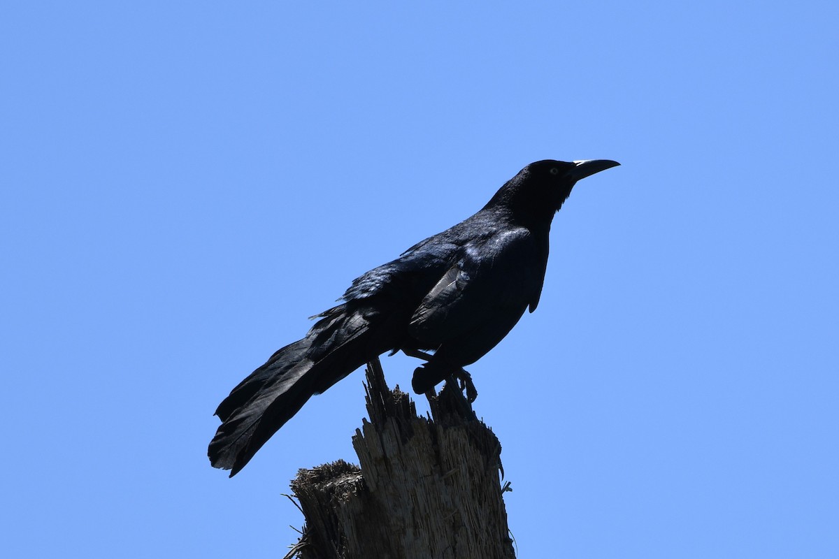 Great-tailed Grackle - ML617518934