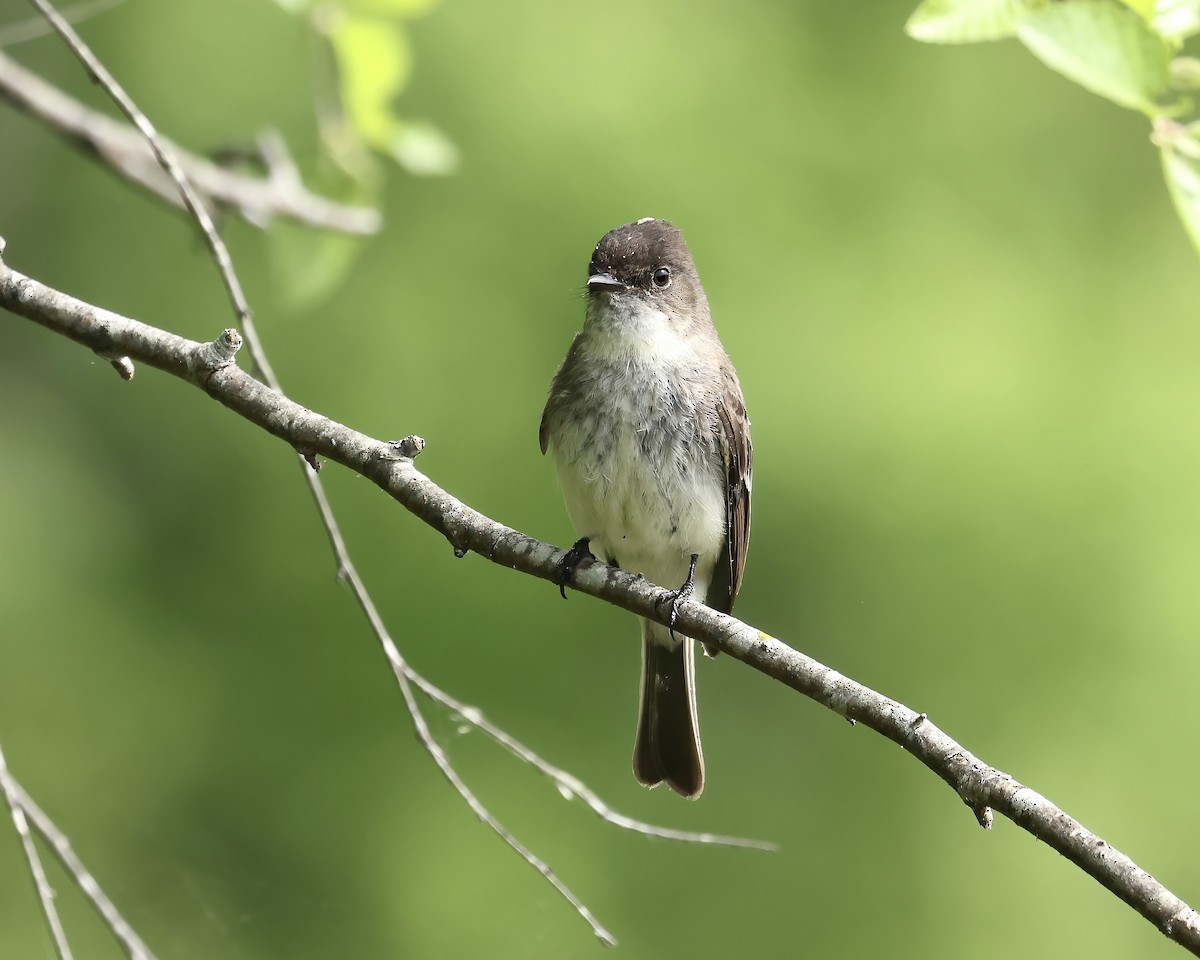 Eastern Phoebe - ML617518940