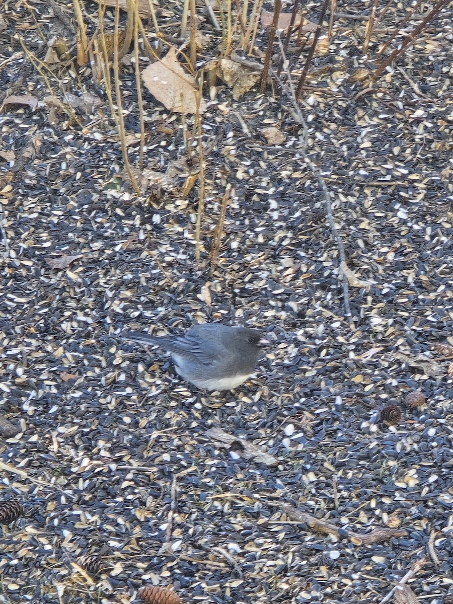 Junco Ojioscuro - ML617518942